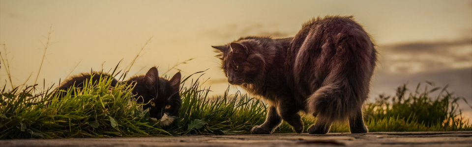 Commune de Ham-sur-Heure-Nalinnes | Campagne de stérilisation des chats